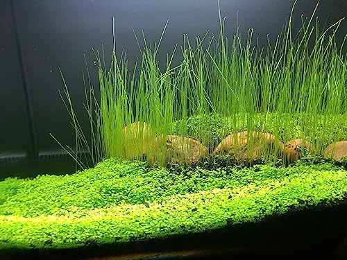 Combo of three Aquarium Plant Seeds - Pure Freshwater Grass for Fish Tank Terrarium Dwarf Carpet, Common Substrate, No Plastics 11aab